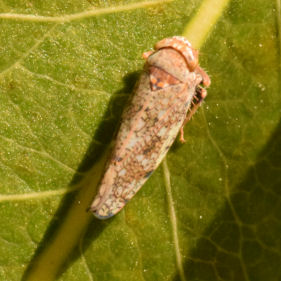 insect